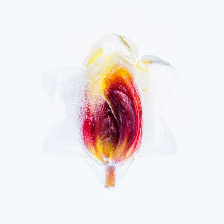 frozen tulip