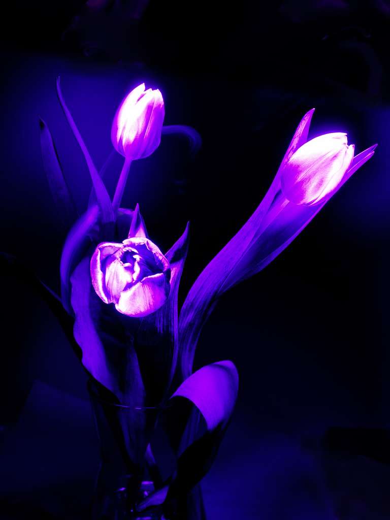 Tulpen in UV
